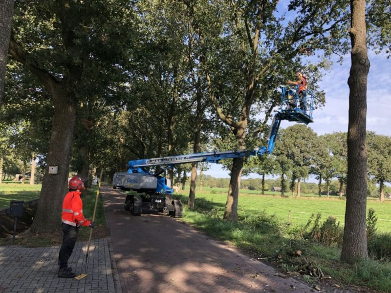 Onderhoud aan de bomen