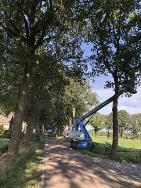 Onderhoud aan de bomen