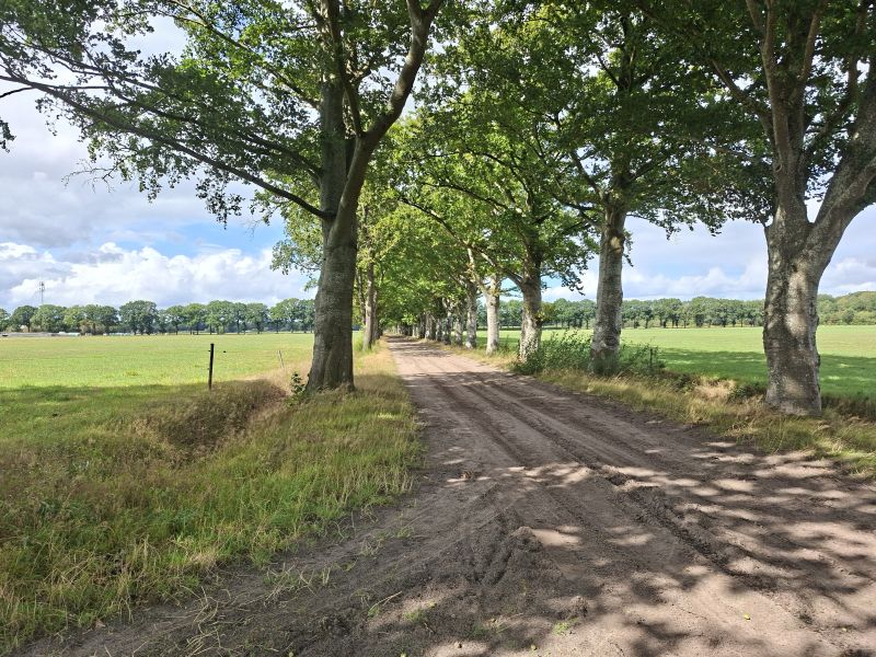 Bomen